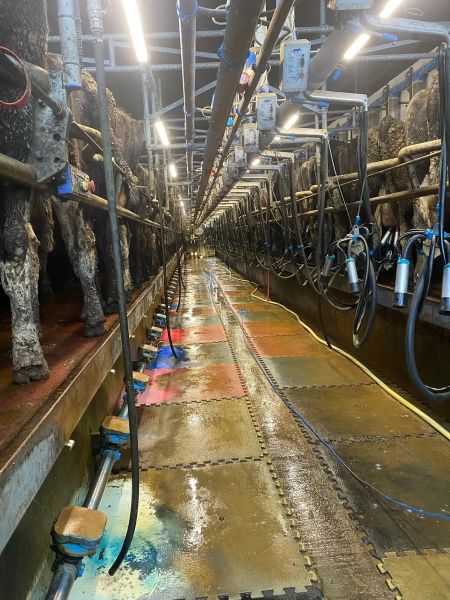 Dairy relief worker