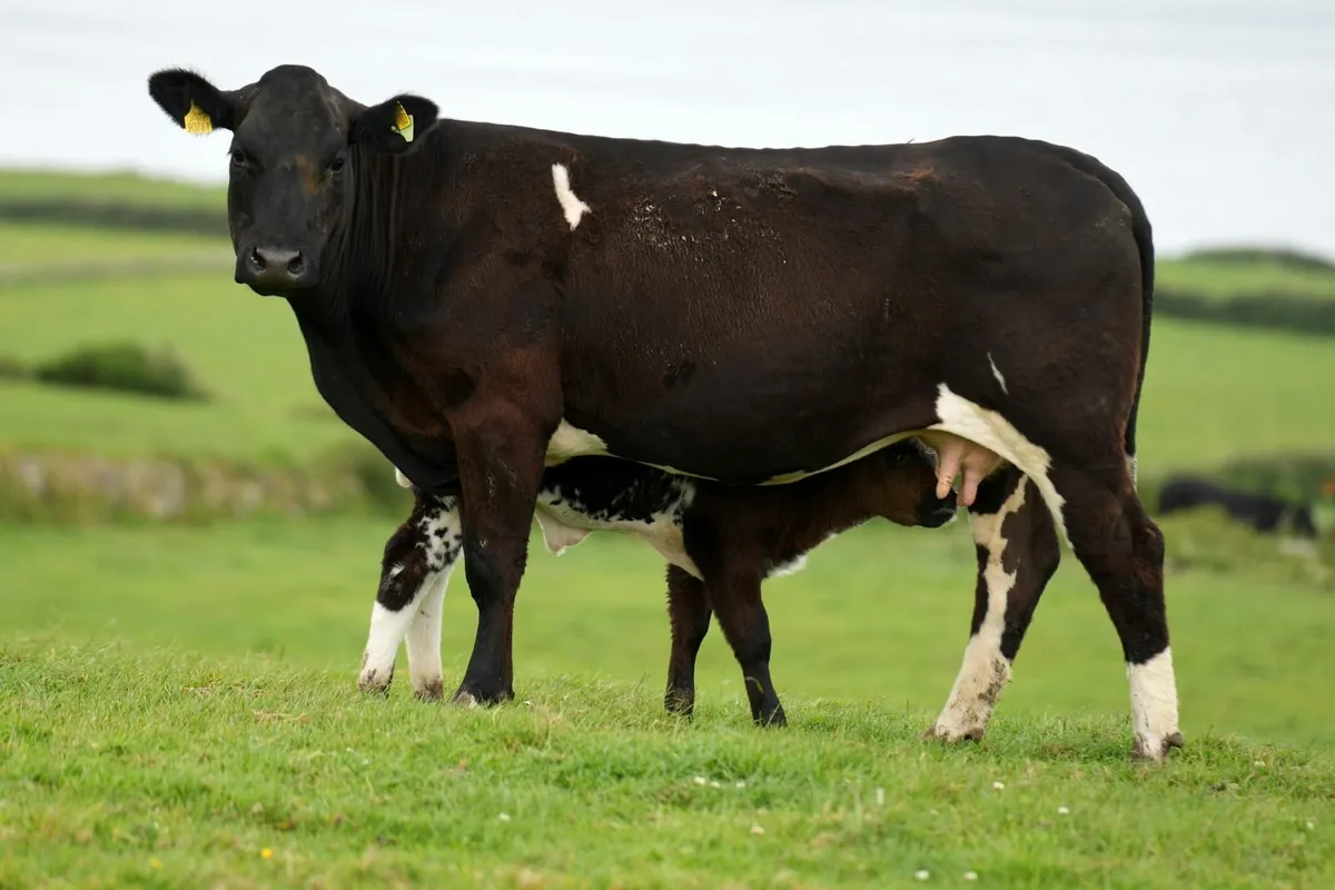 ⭐️ Super Limousin Cow & Show Blue Calf⭐ - Image 2