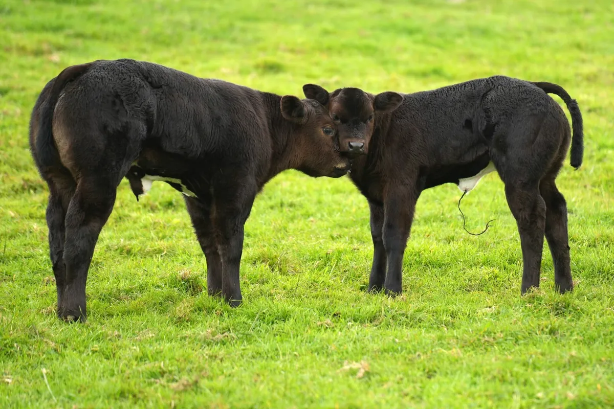 ⭐️ 8 Super Limousin Cows & Show Blue Calves⭐ - Image 1