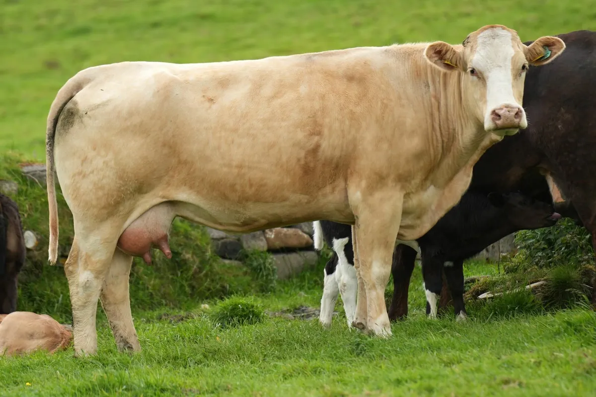 ⭐️ 8 Super Limousin Cows & Show Blue Calves⭐ - Image 3