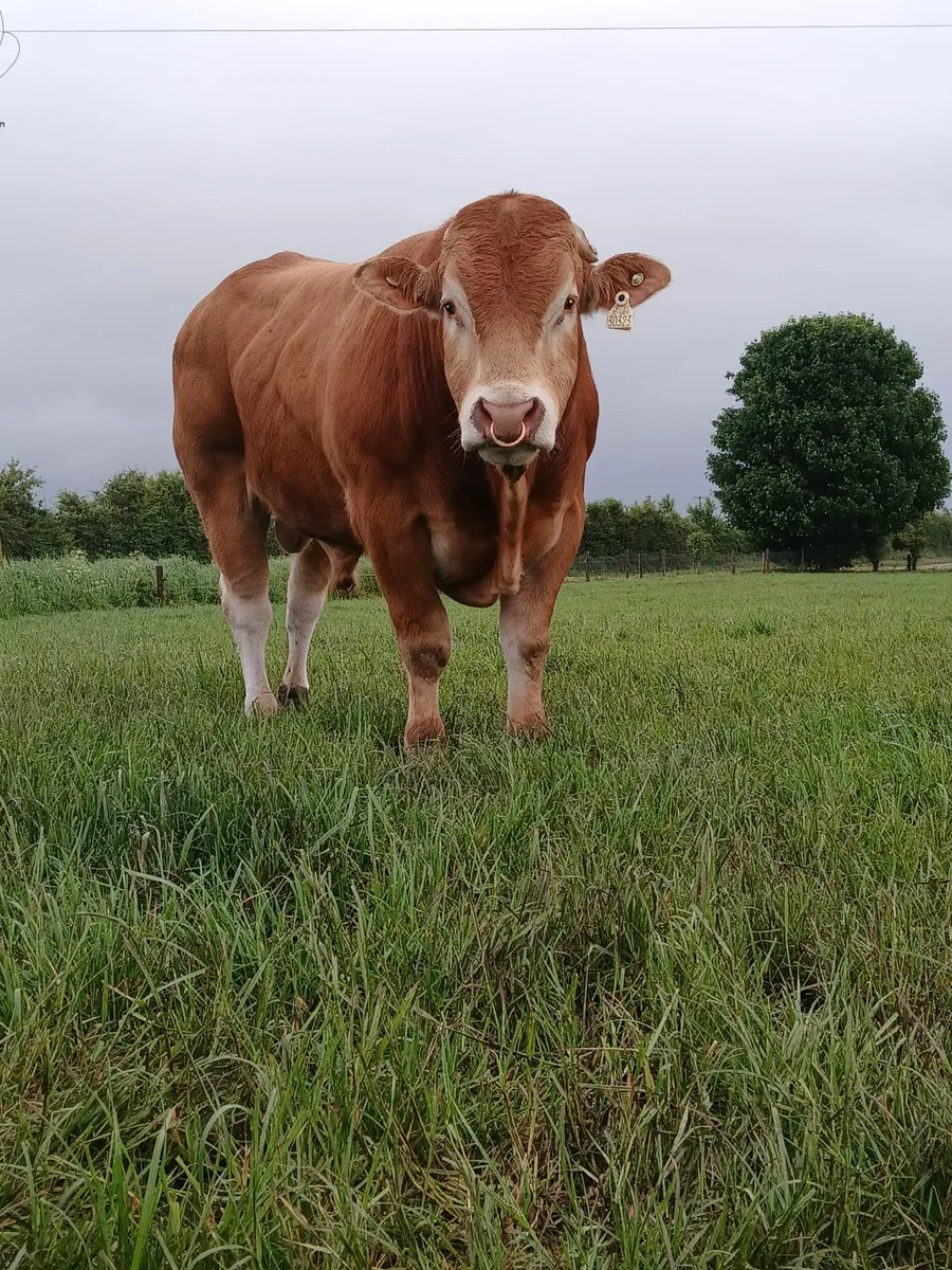 Pure Bred Limousin Bull - Image 1