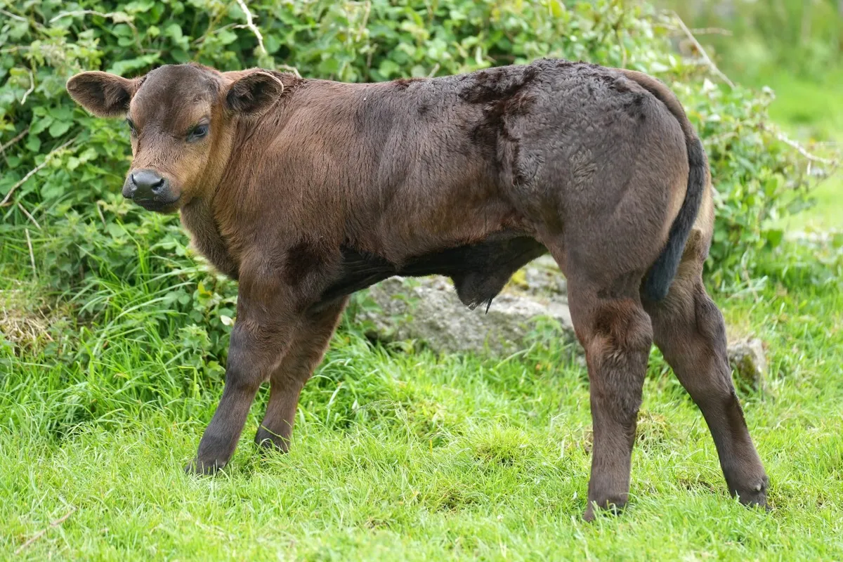 ⭐️ 8 Super Limousin Cows & Show Blue Calves⭐ - Image 4