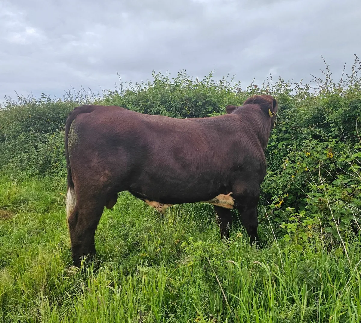 Powerful Pedigree Registered Beef Shorthorn Bulls - Image 3
