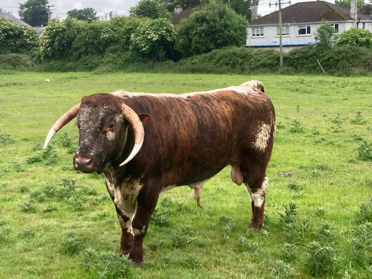 Longhorn Bulls - Image 3