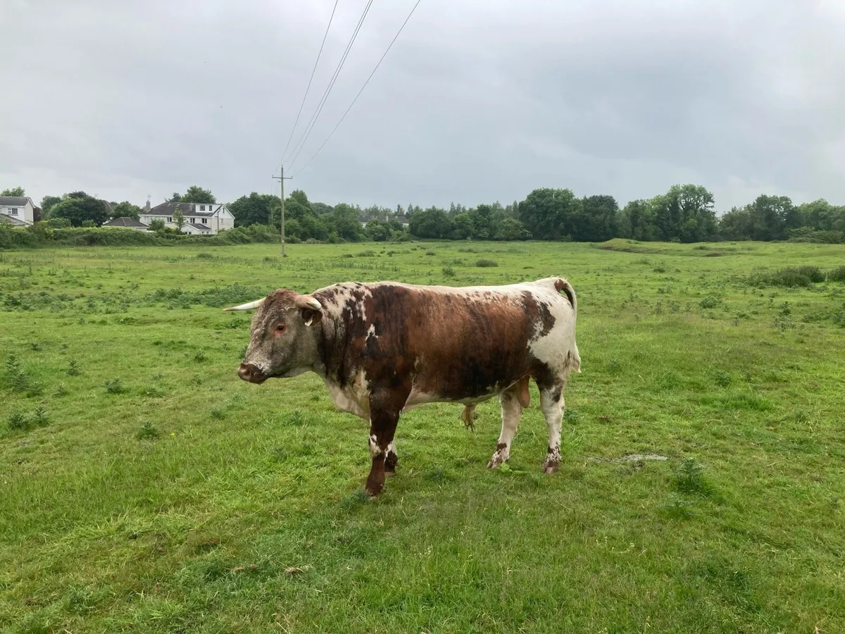 Longhorn Bulls - Image 4