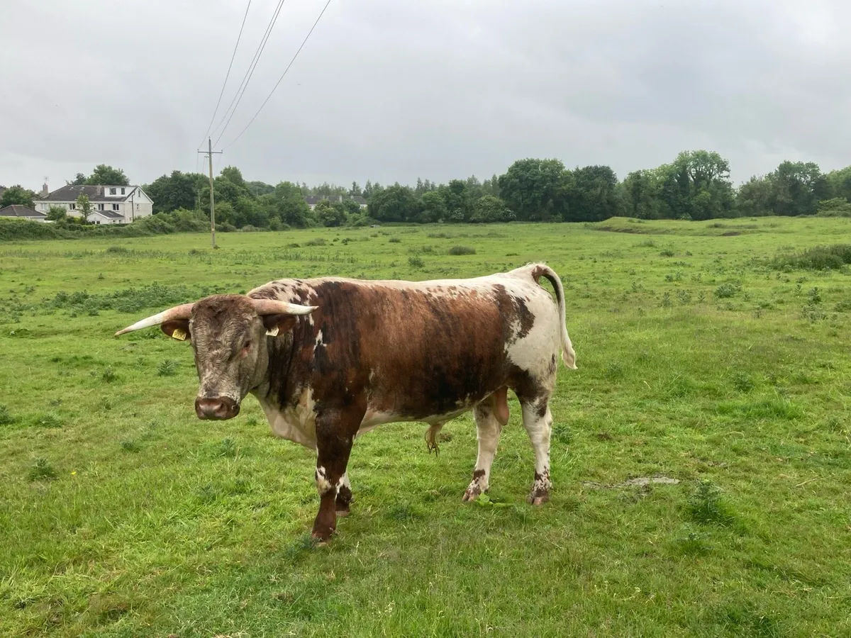 Longhorn Bulls - Image 4