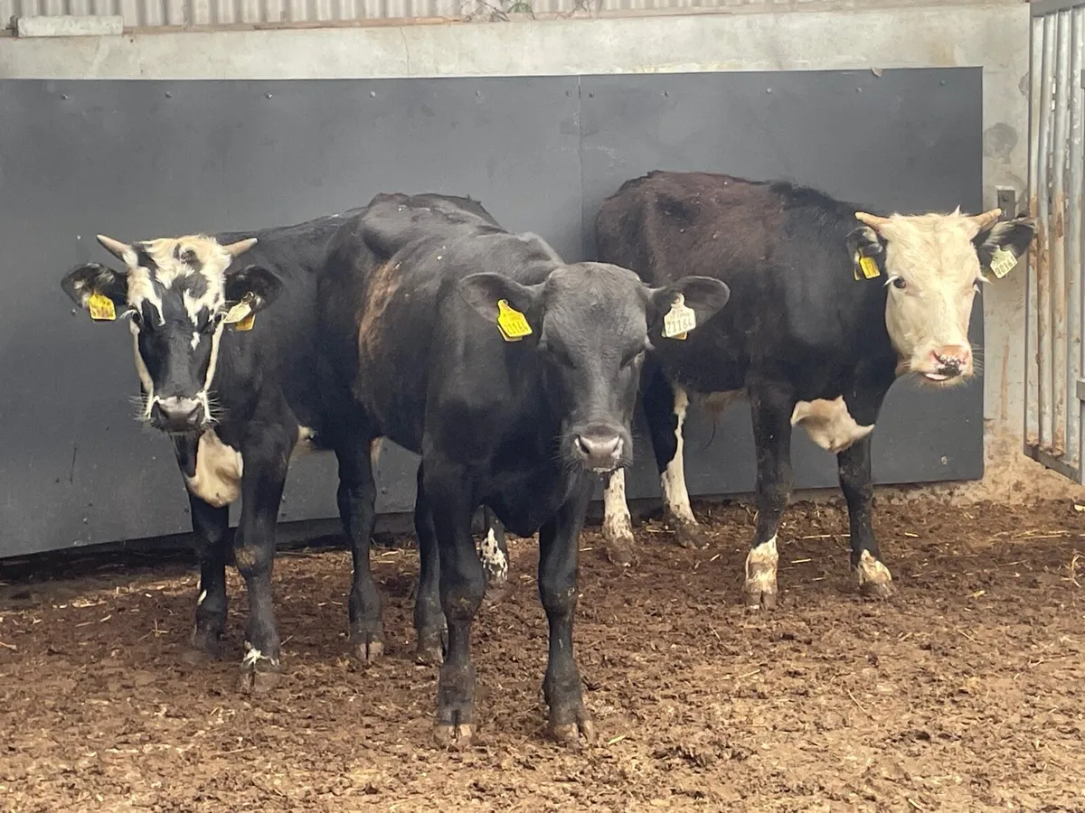 3 bull Weanlings for sale - Image 1