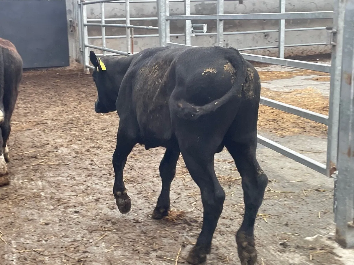 3 bull Weanlings for sale - Image 2