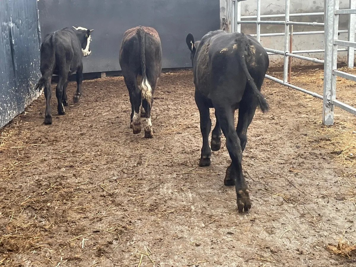 3 bull Weanlings for sale - Image 3