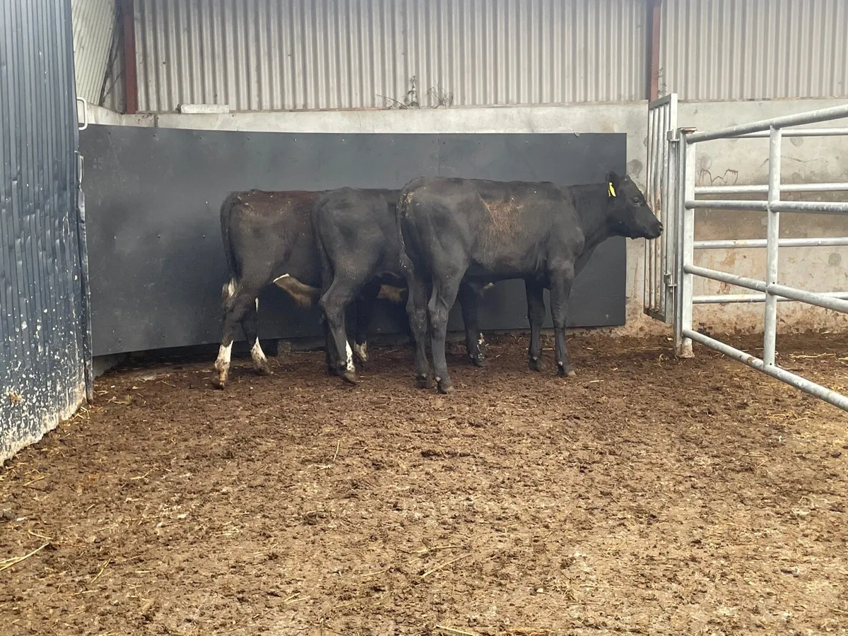 3 bull Weanlings for sale - Image 4