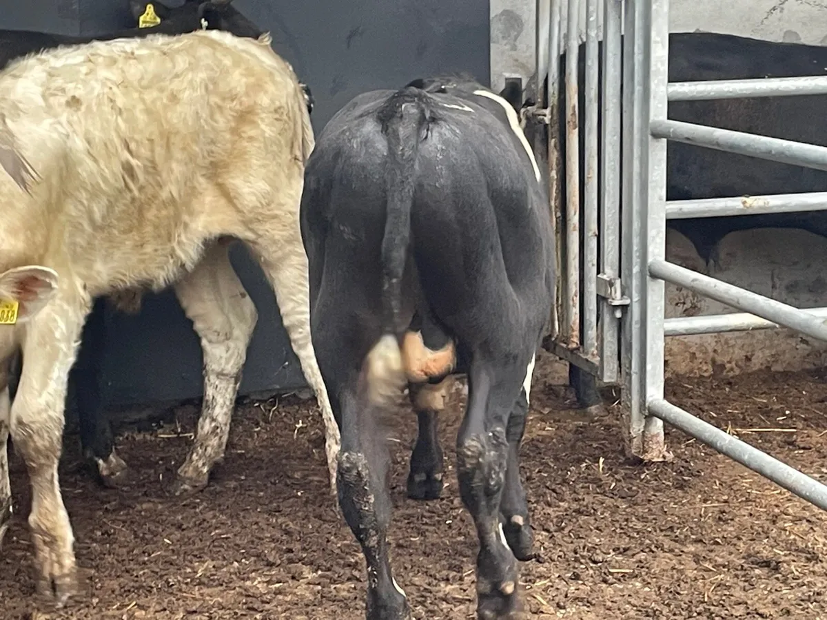 4 Bull Weanlings for sale - Image 2
