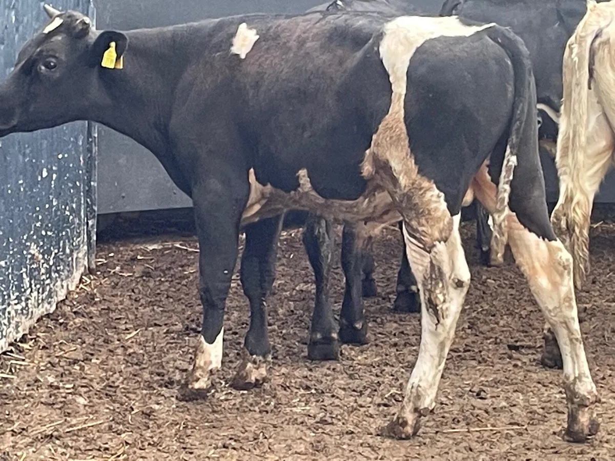 4 Bull Weanlings for sale - Image 3