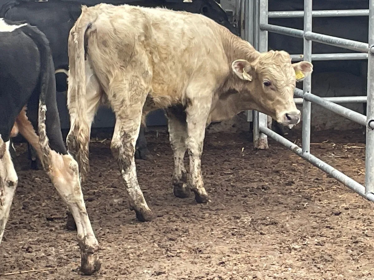 4 Bull Weanlings for sale - Image 4
