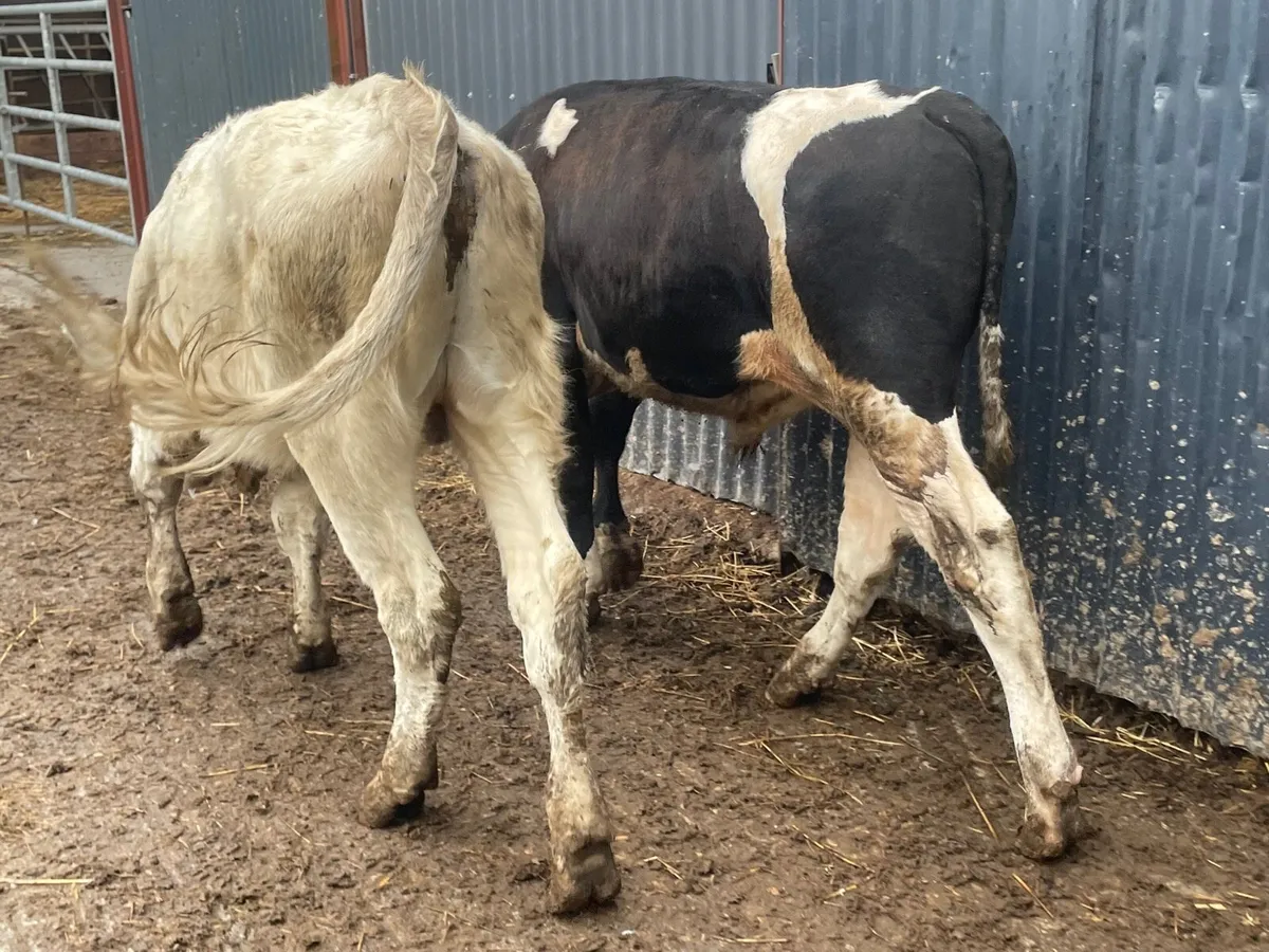 4 Bull Weanlings for sale - Image 1