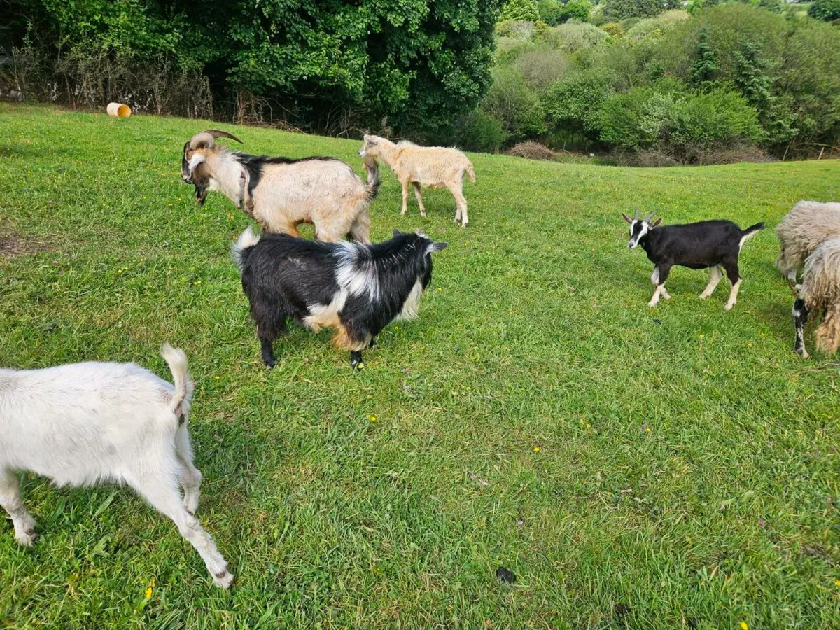 Goats wanted all breeds