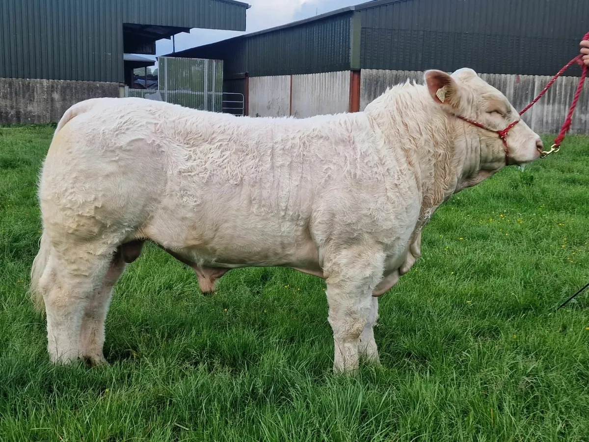 Pedigree Charolais Bull - Image 1