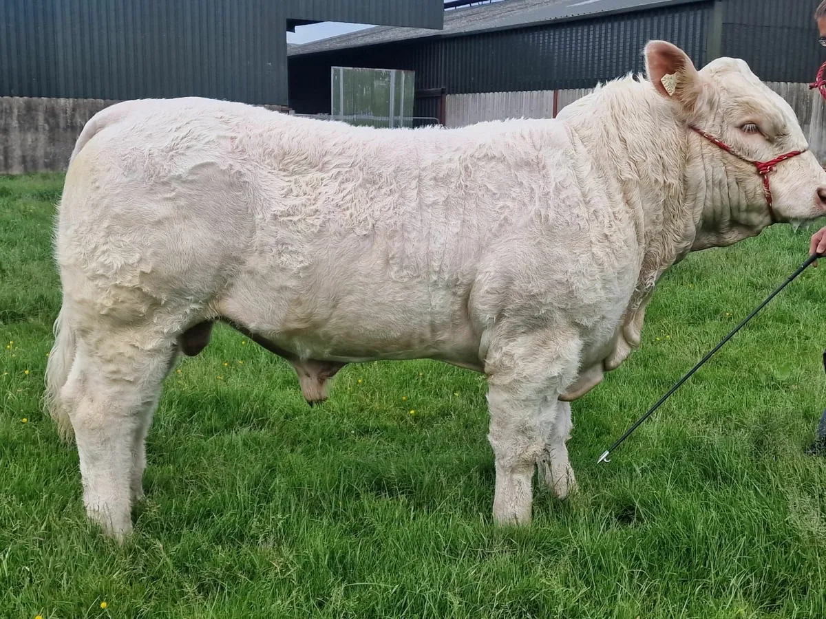 Pedigree Charolais Bull - Image 3