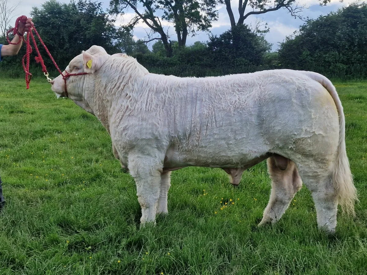 Pedigree Charolais Bull - Image 4