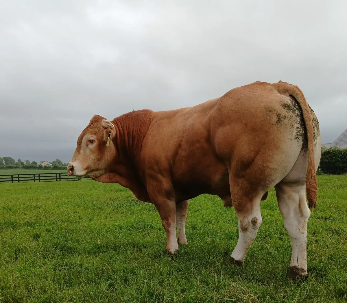 Pure Bred Limousin Bull - Image 4