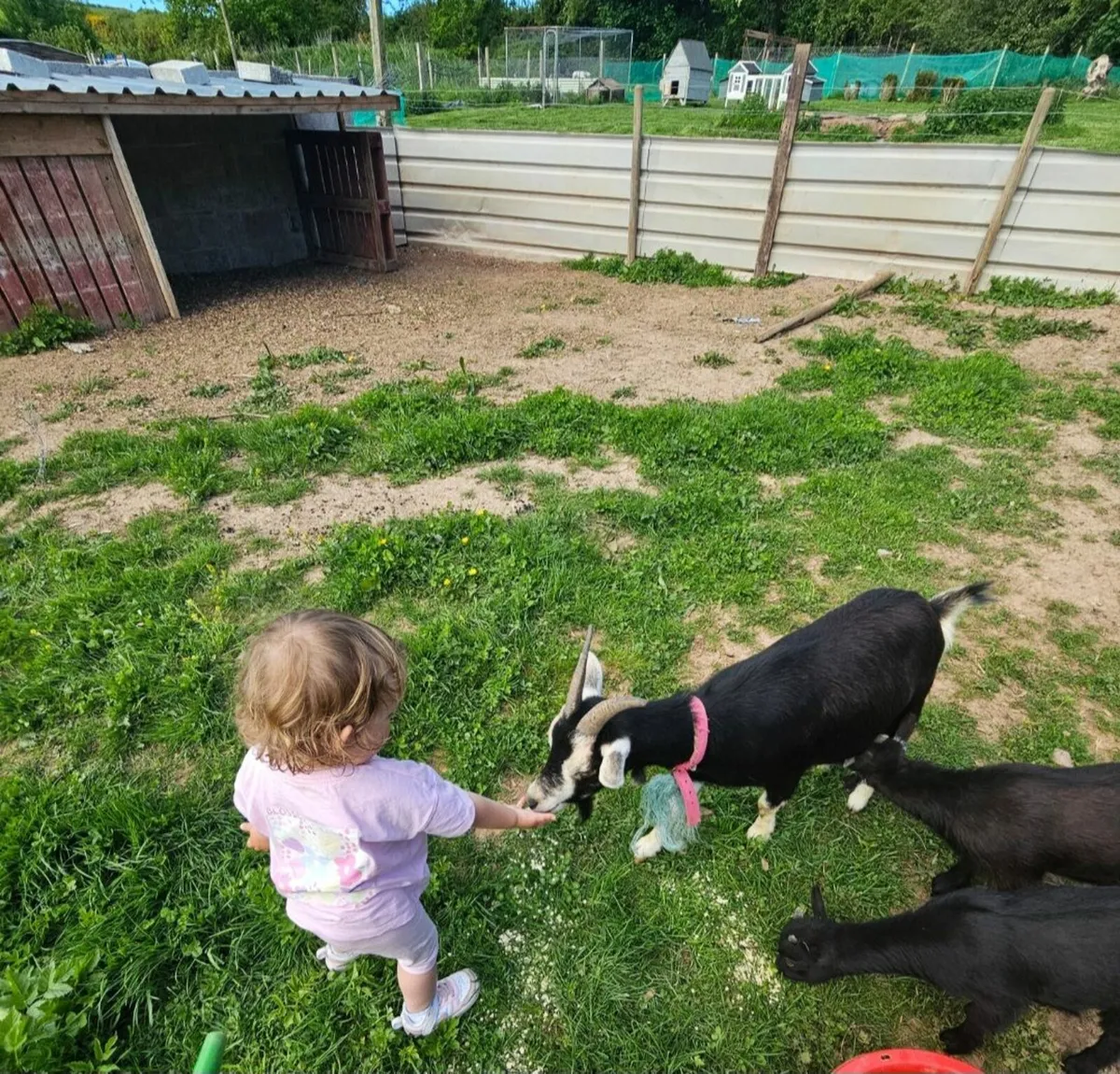 Pygmy goats - Image 1