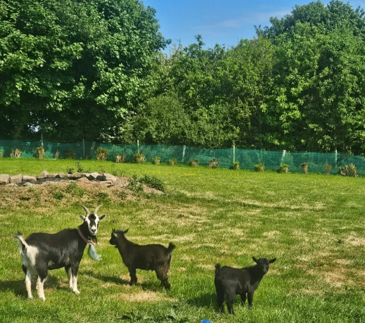 Pygmy goats - Image 2