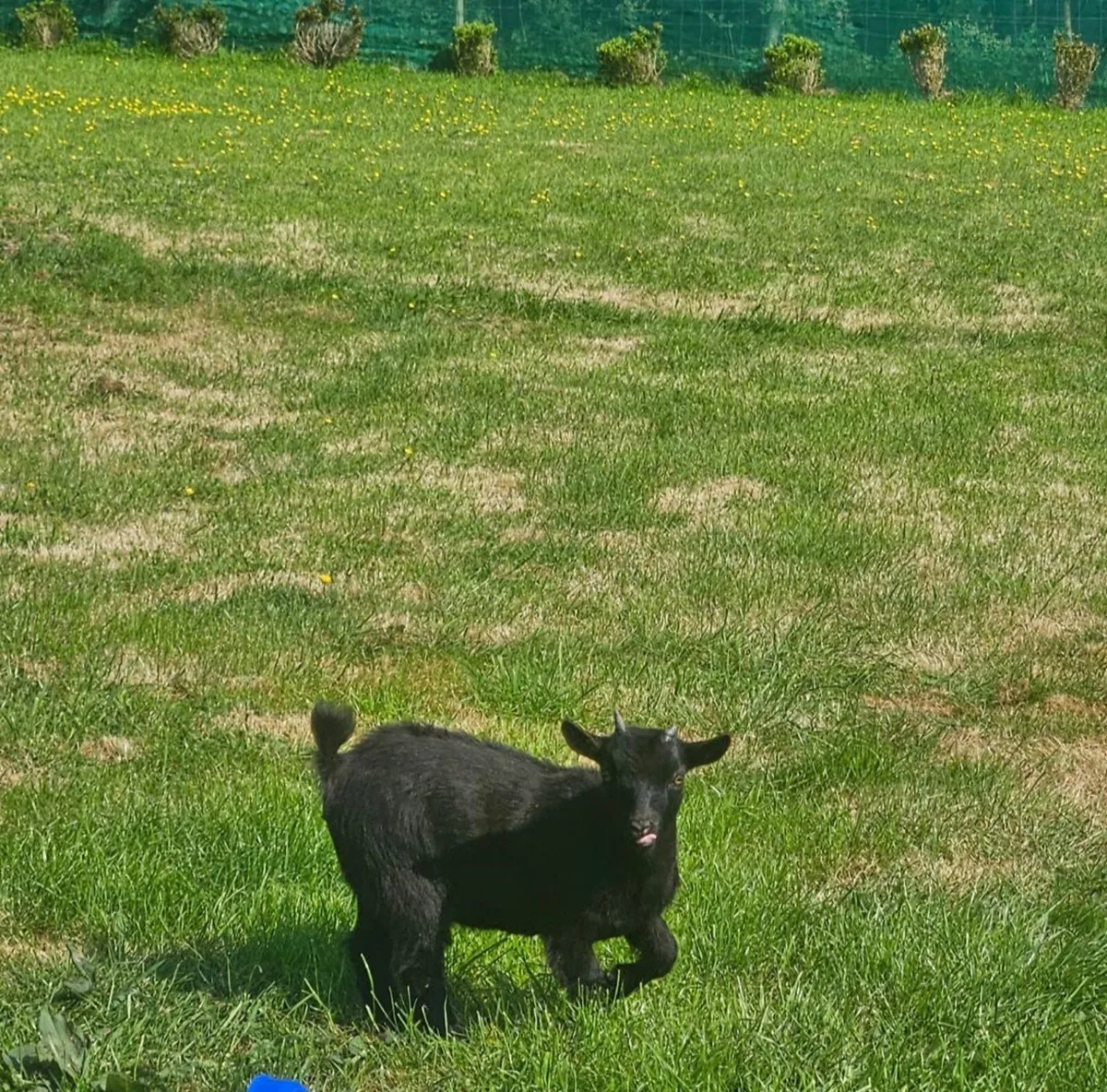 Pygmy goats - Image 3