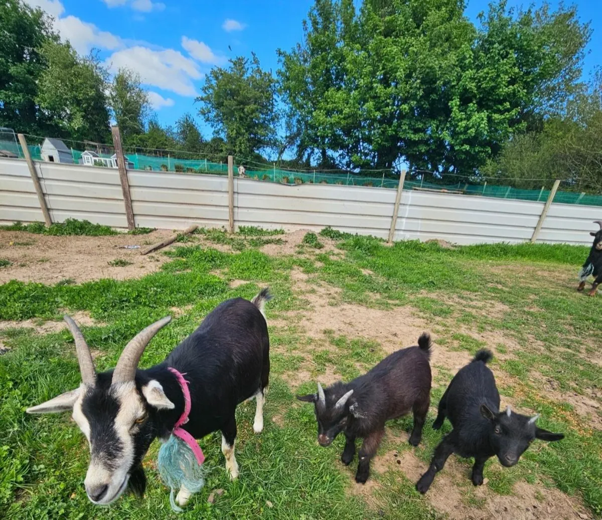 Pygmy goats - Image 4