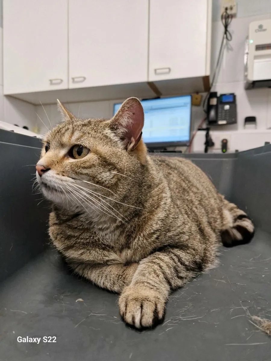 Senior cat needs home - Image 1