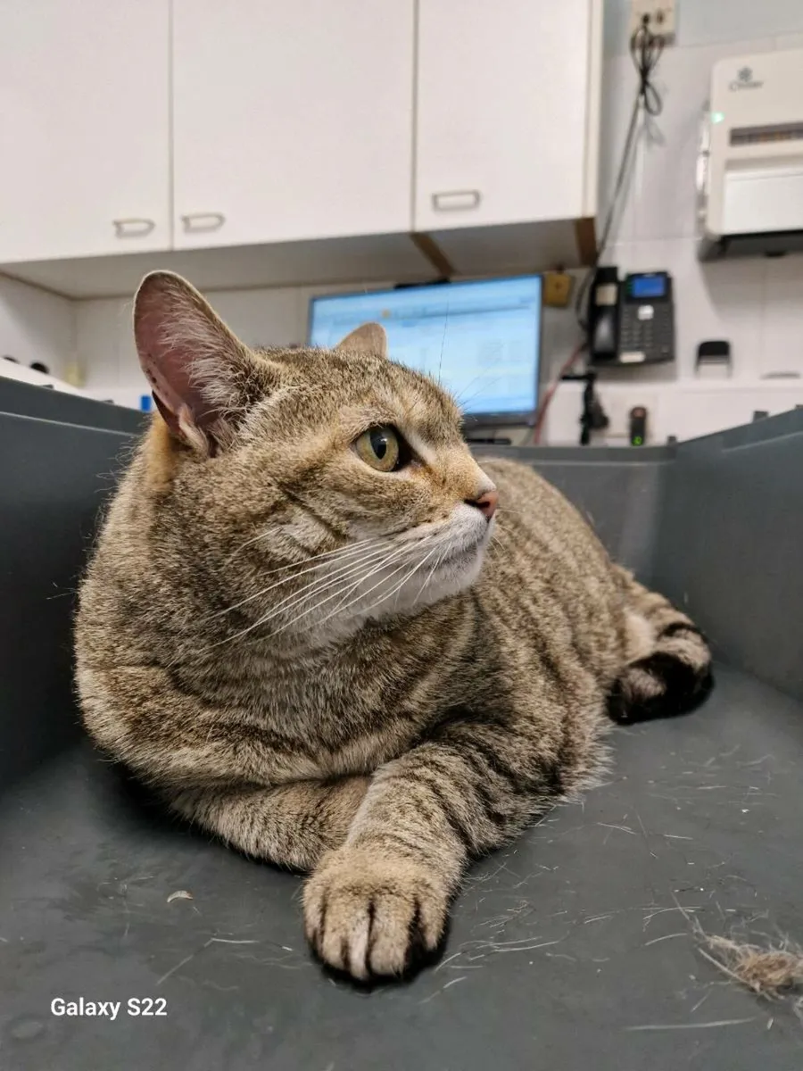 Senior cat needs home - Image 2
