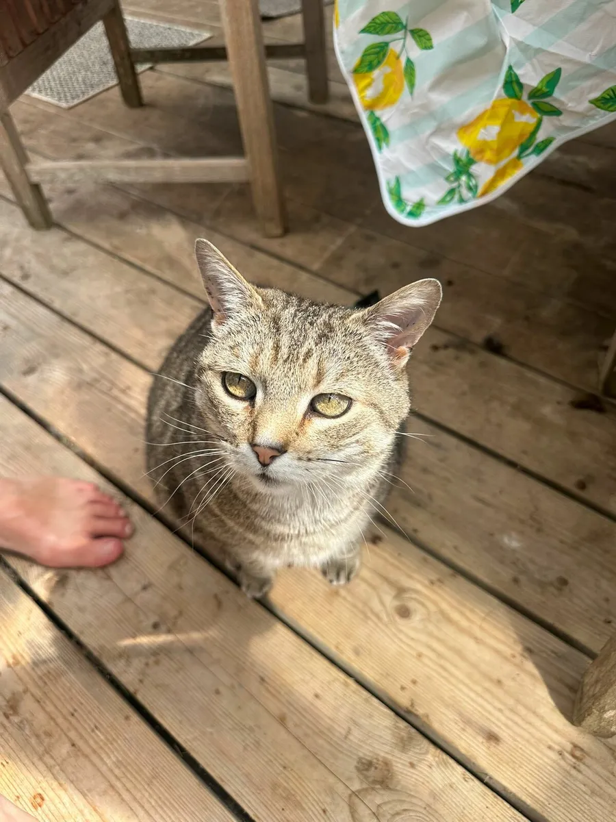 Senior cat needs home - Image 3