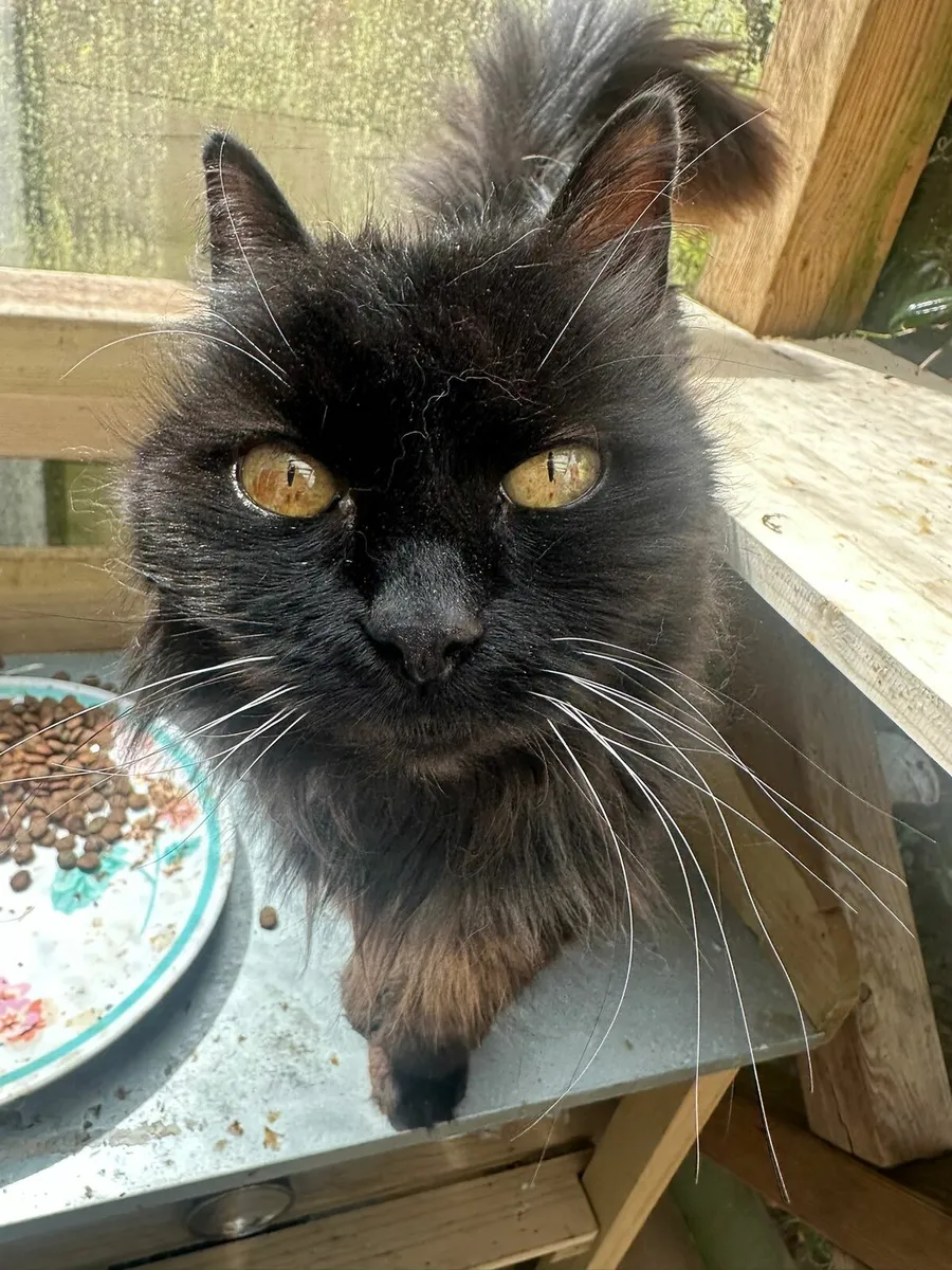 Senior cat needs home - Image 4
