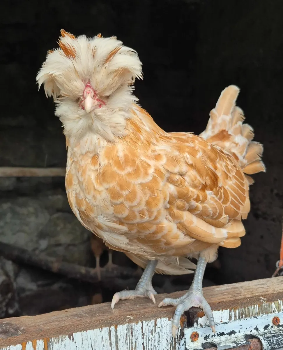 Golden Silkie, coloured Polish Bantam and Pekins. - Image 4