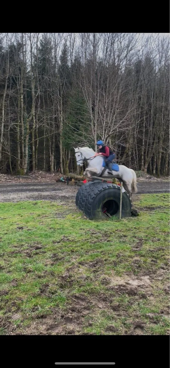 15.2hh Fun mare - Image 2