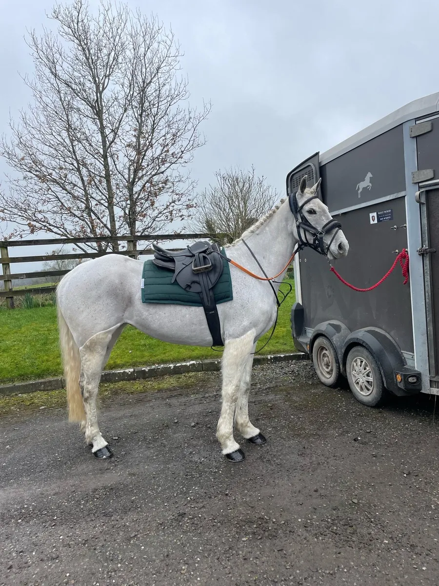 15.2hh Fun mare - Image 3