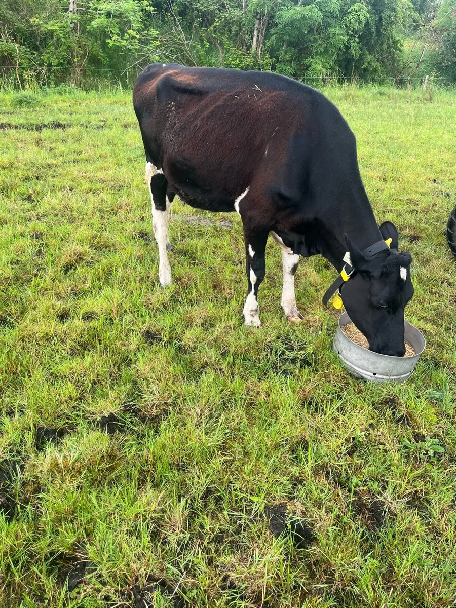 Incalf heifer - Image 1