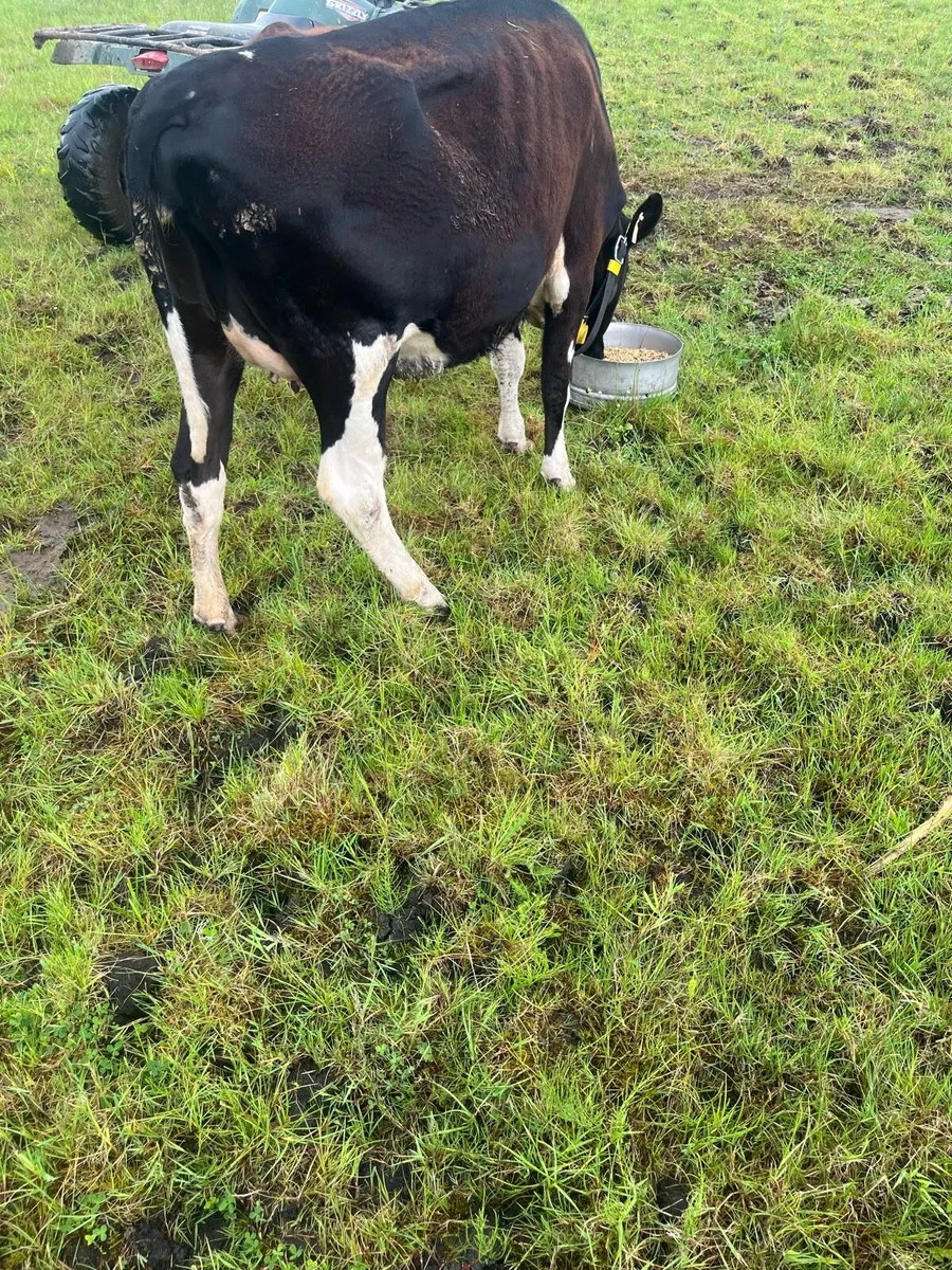 Incalf heifer - Image 2