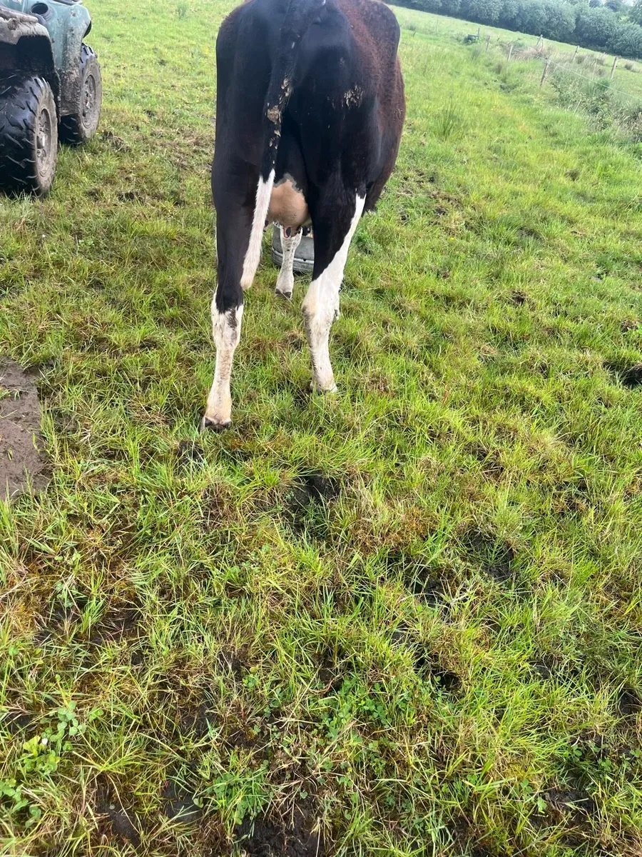 Incalf heifer - Image 3