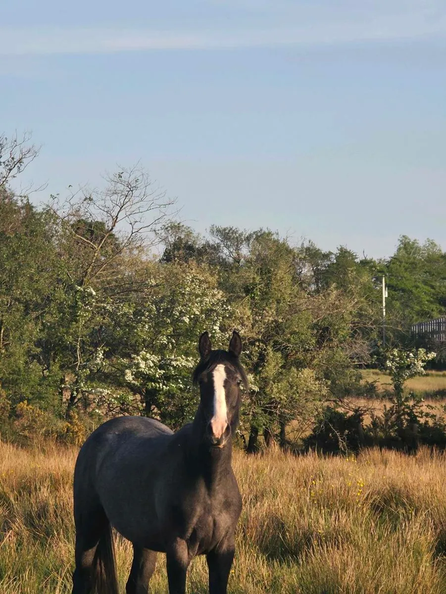 2 Year old Mare - Image 2