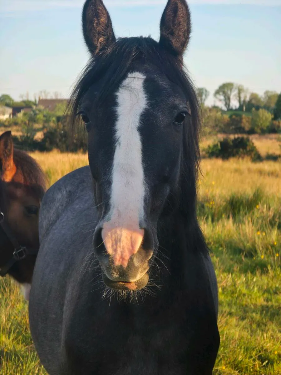 2 Year old Mare - Image 1