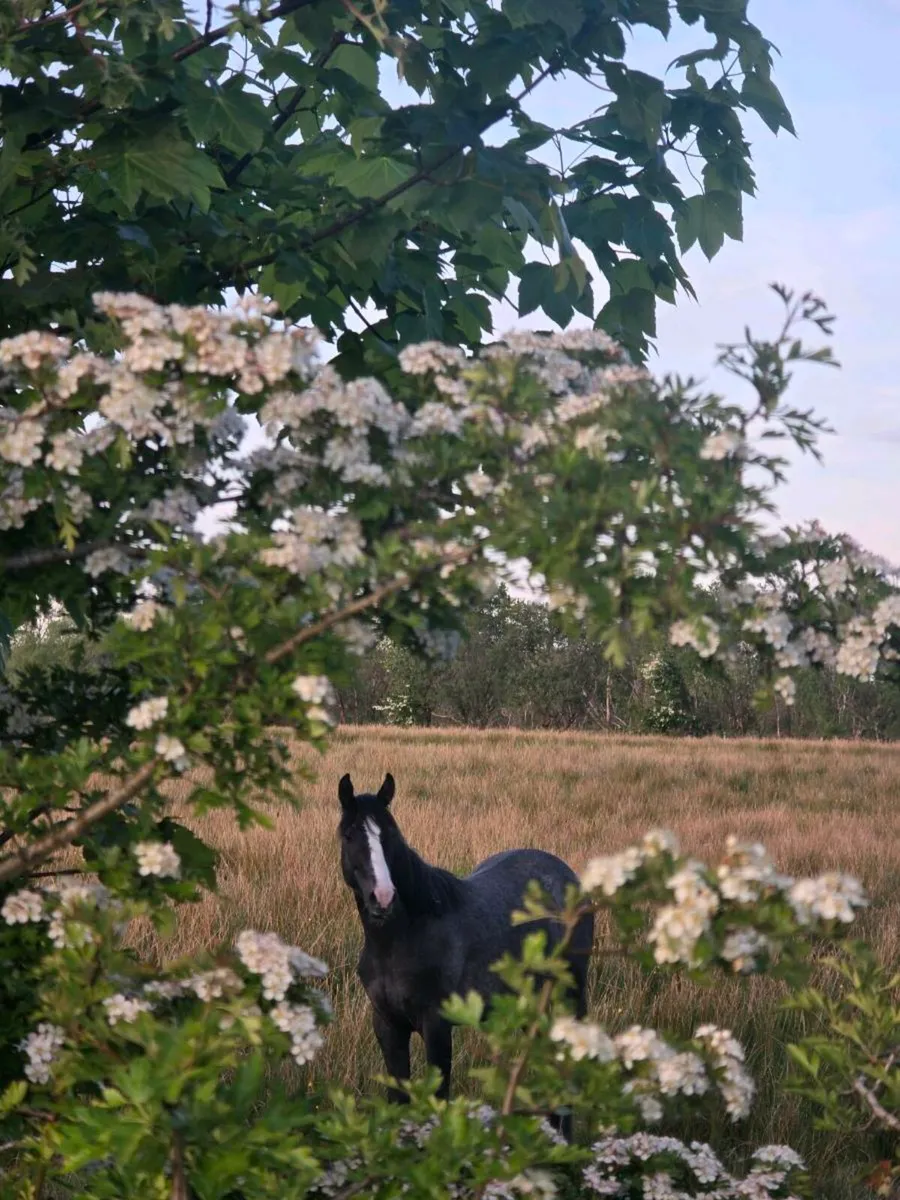 2 Year old Mare - Image 3