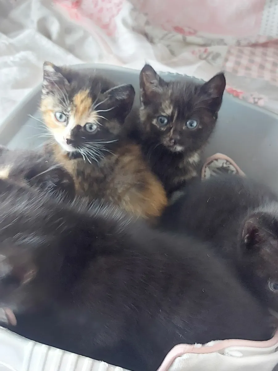 Kittens - Image 2