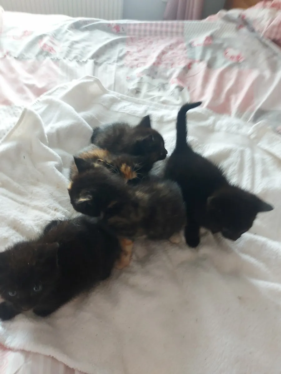Kittens - Image 3
