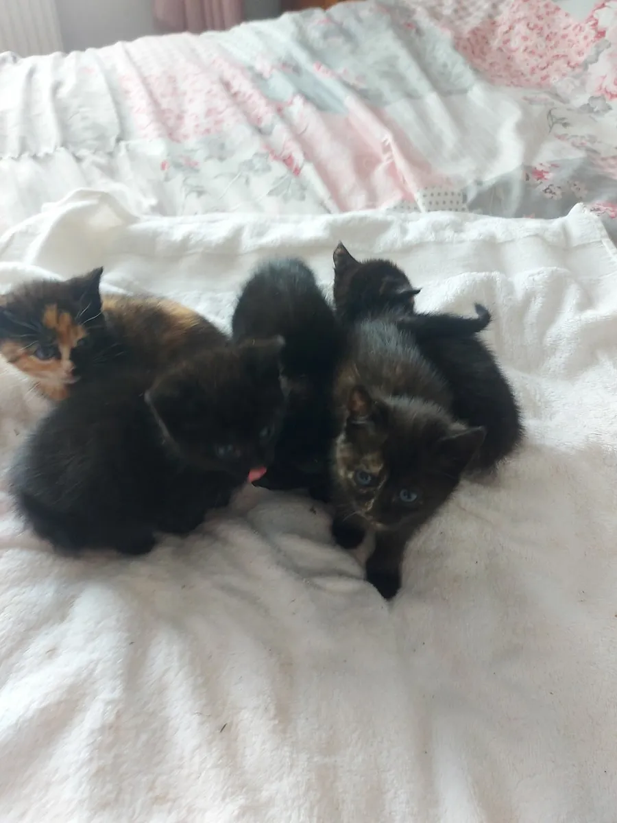Kittens - Image 4