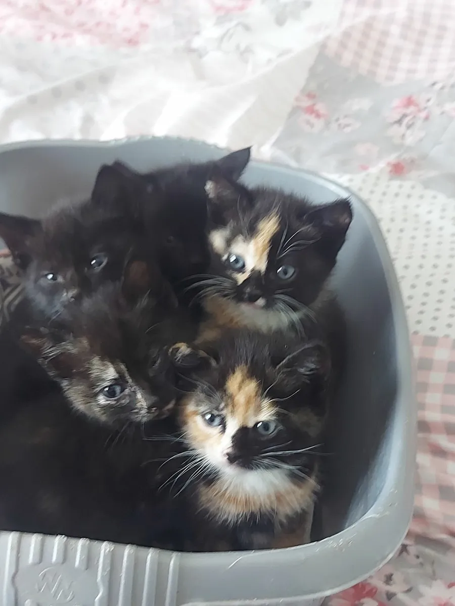 Kittens - Image 1