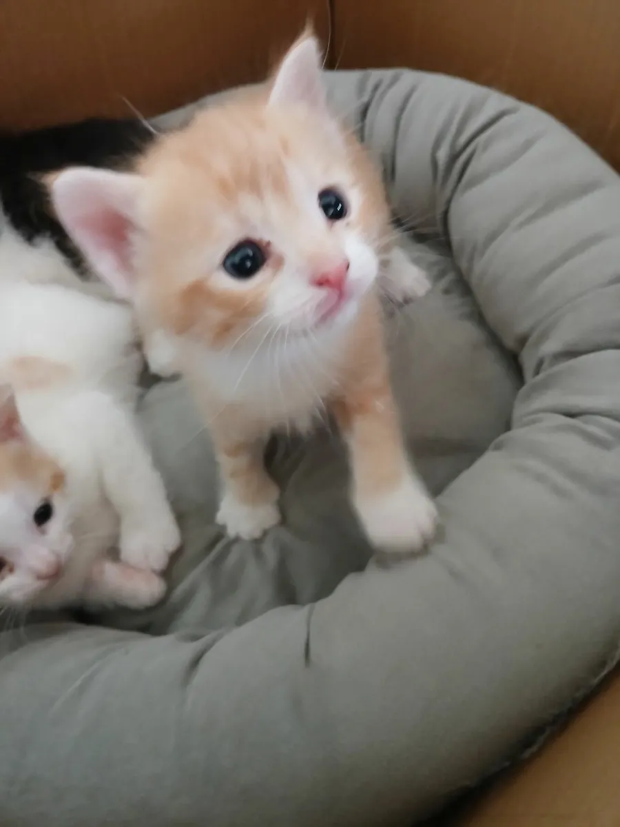 Kittens - Image 2