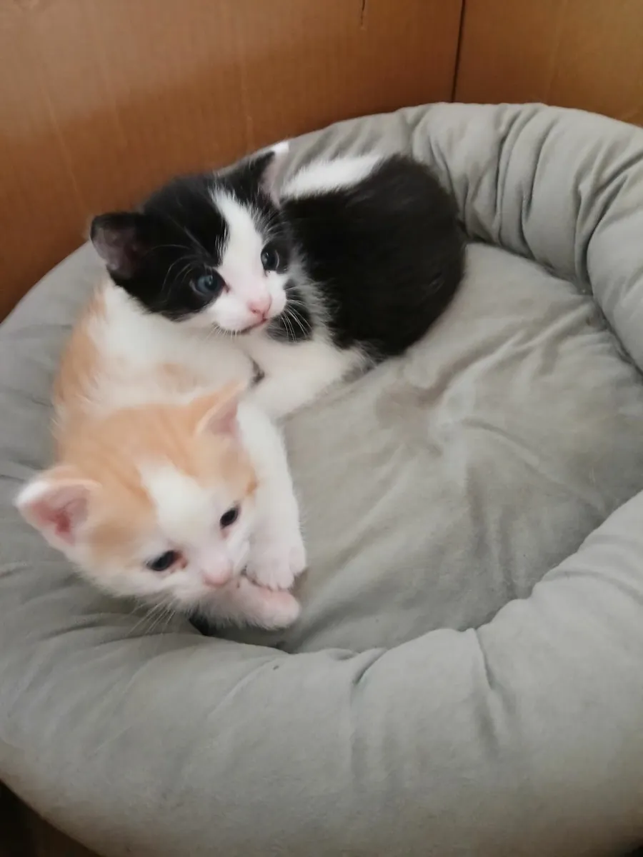 Kittens - Image 4