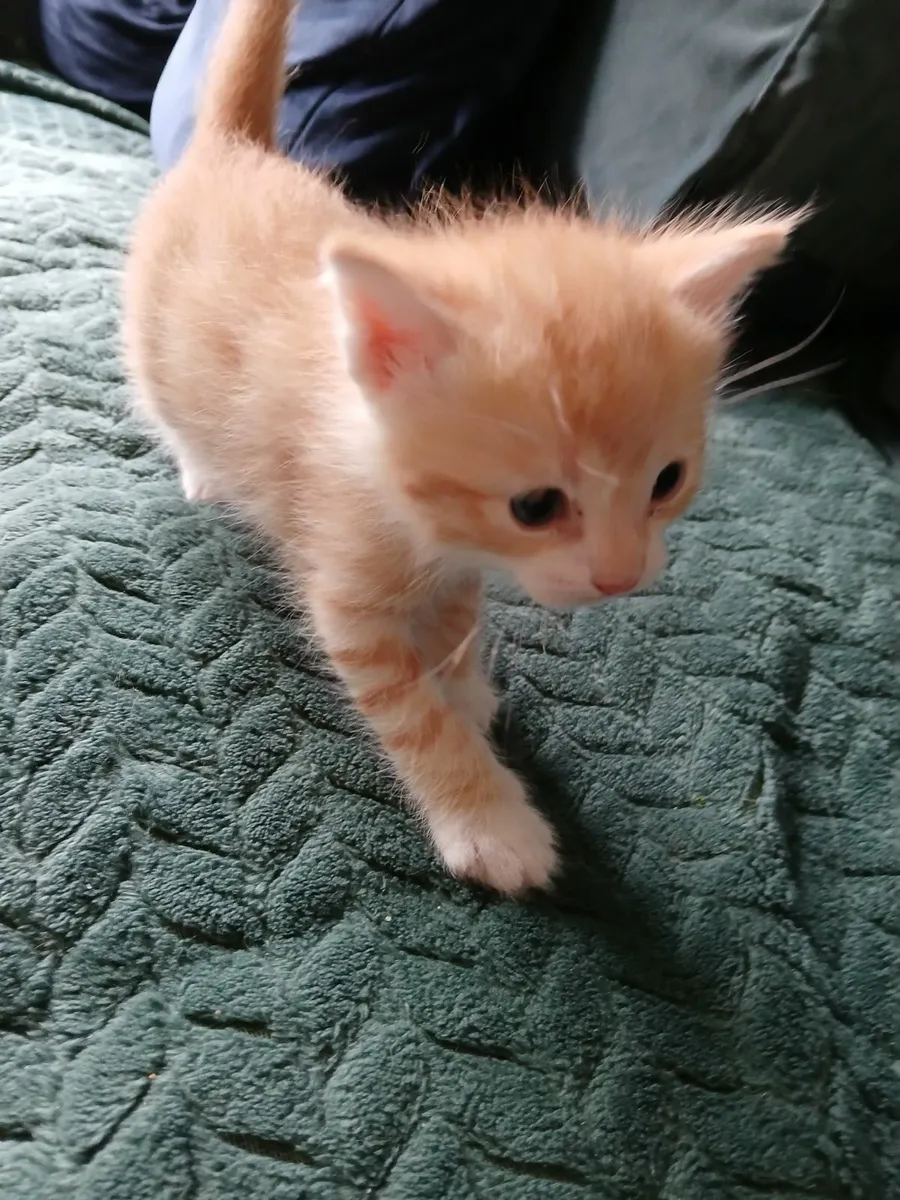 Kittens - Image 1