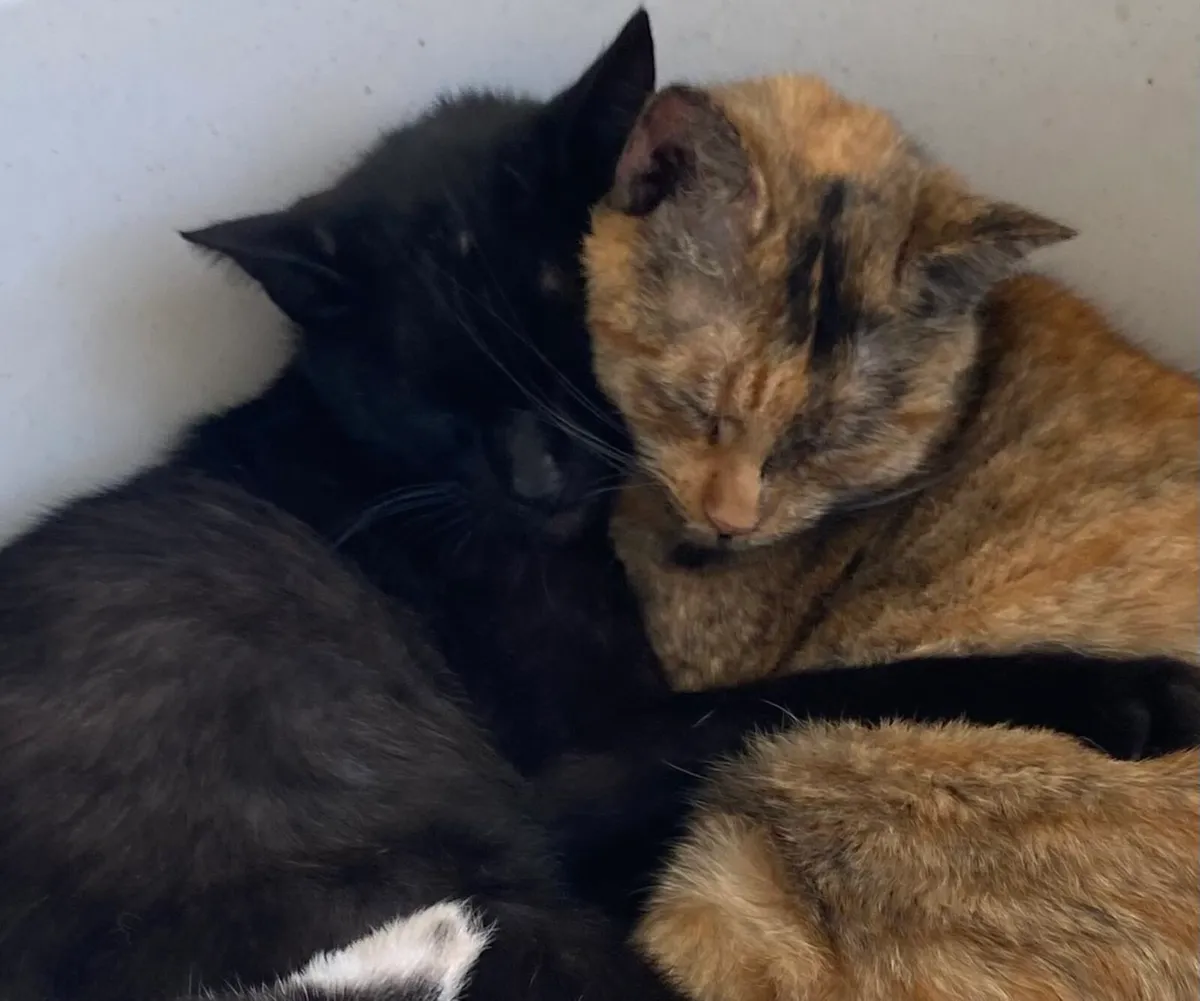 Catstrust adoption and protection. Rescued . - Image 3