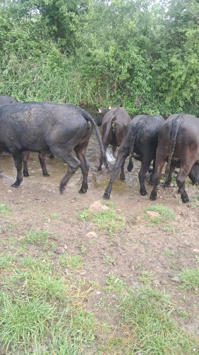 Angus heifers - Image 1