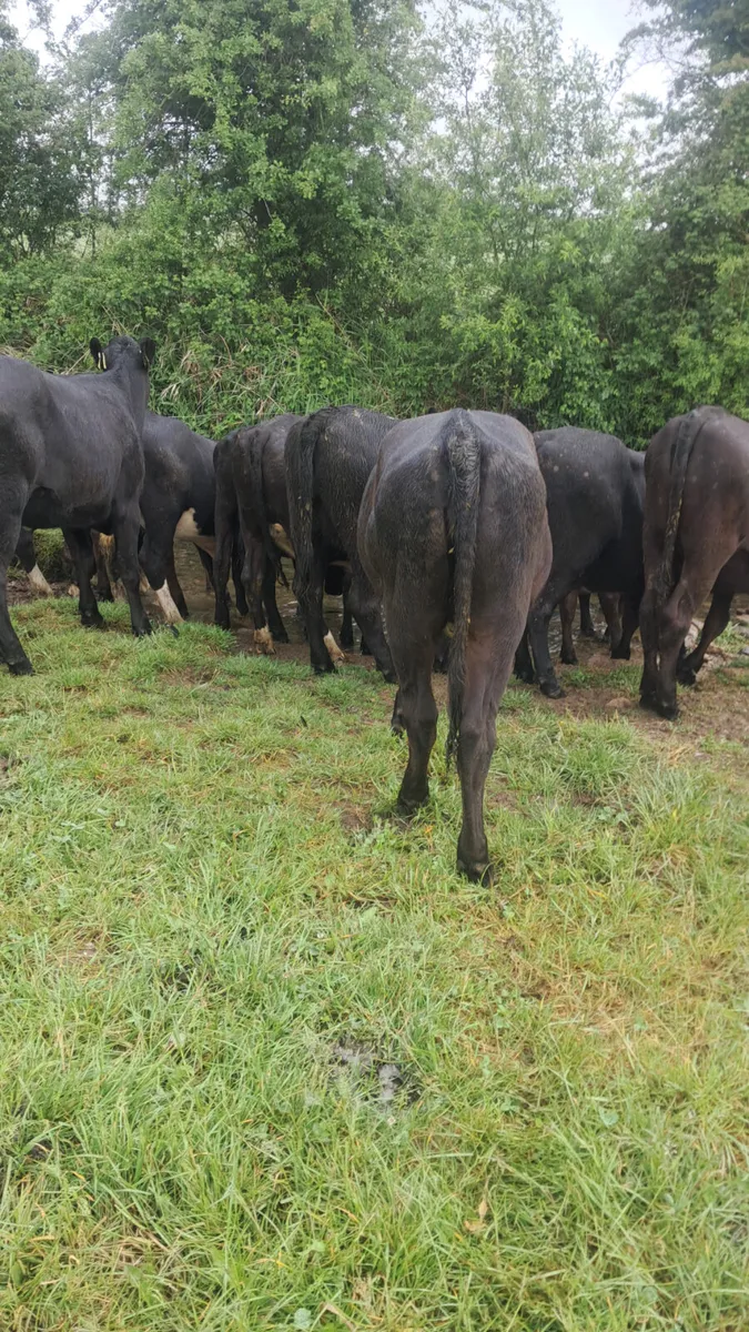Angus heifers - Image 2